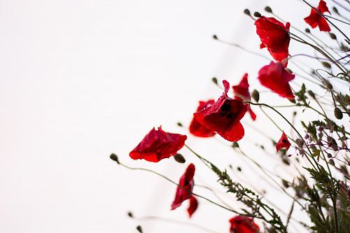 macro photography of red flowers