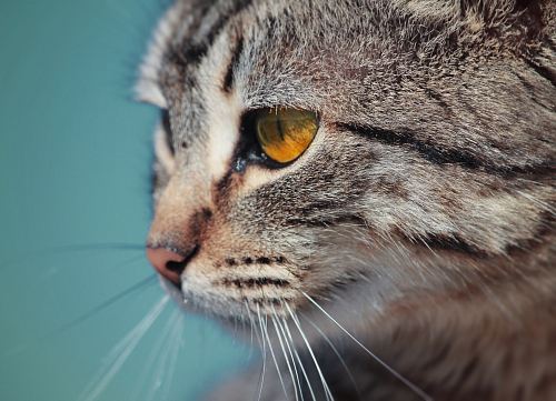 macro photography of tabby cat