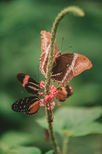macro photography three brown butterflies