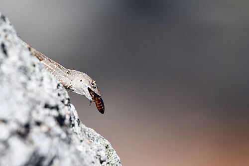macro shot of gray animal eating insect