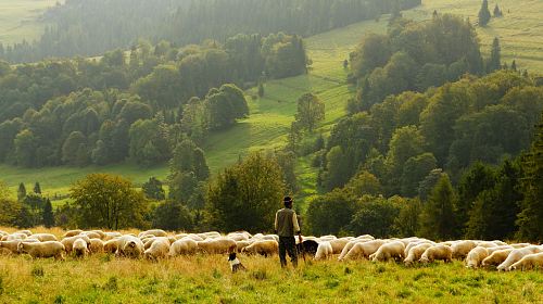 man standing in front of group of lamb
