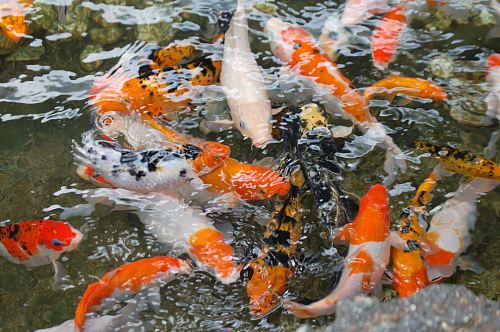 orange-and-grey koi fish