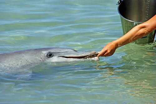 person feeding gray dolphin