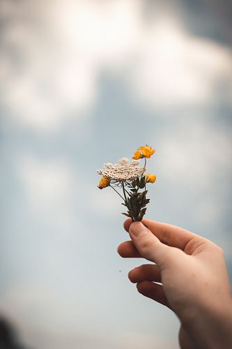 person holding flowers