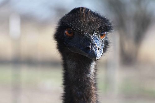 photo of black ostrich head