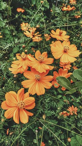 photo of fully bloomed orange petaled flower plant