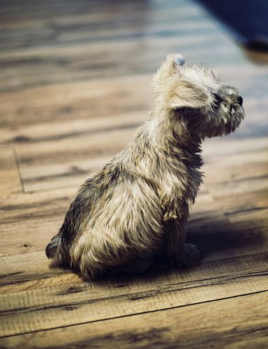 photo of long-coated tan puppy