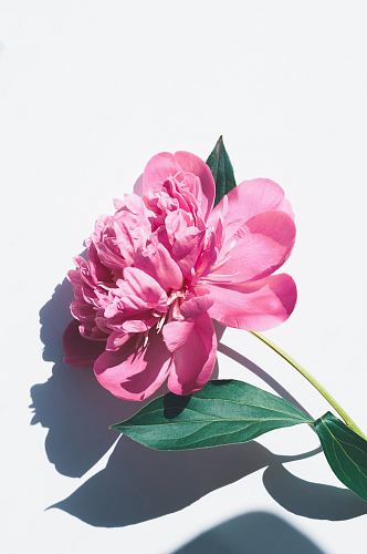 photo of pink petaled flowers