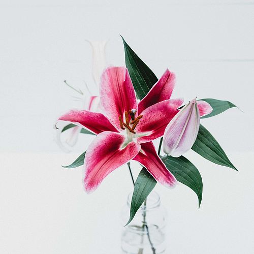 pink and white flower