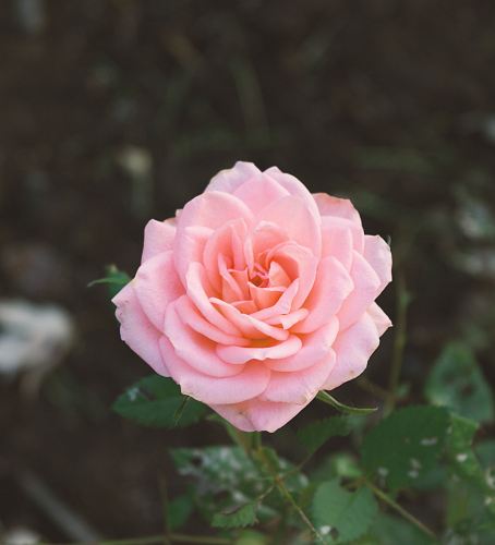 pink carnation flower