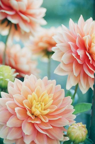 pink dahlia flowers in focus photography