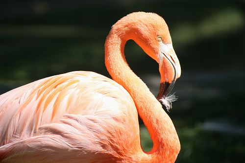 pink flamingo closeup photography