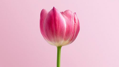 pink flower