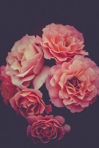 pink flowers