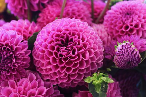 pink flowers