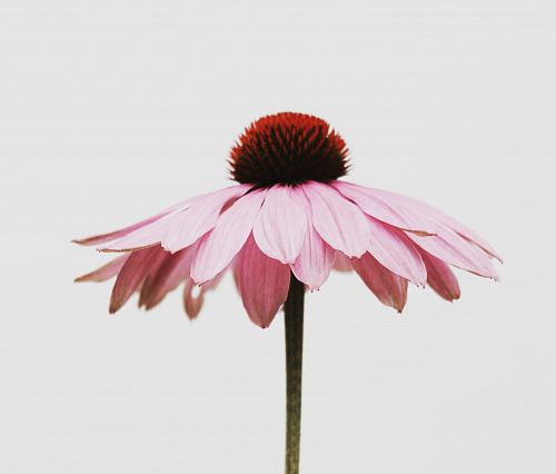 pink petaled flower