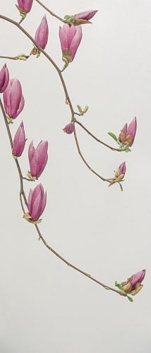 pink petaled flowers wallpaper