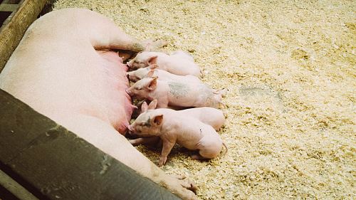 pink pig with piglet litter
