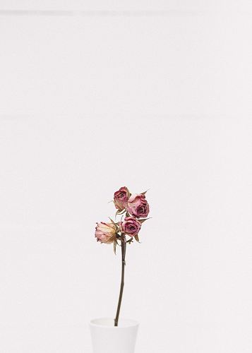 pink rose flower
