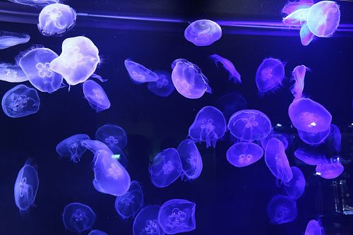 purple jellyfishes under the sea