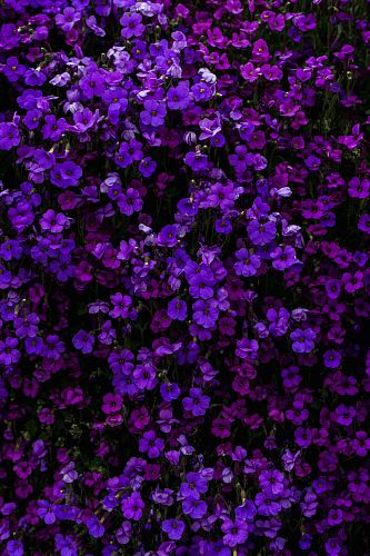purple petaled flower