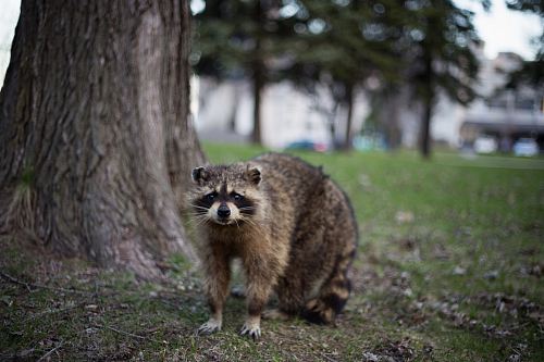 raccoon under the tree