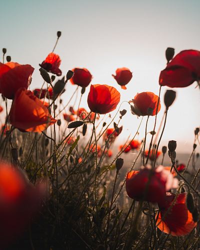 red flower