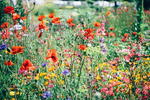 red, pink, and yellow flowering plants