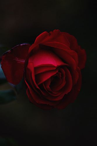 red rose flower