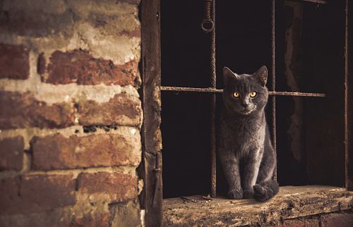 Russian cat sitting on window jamb