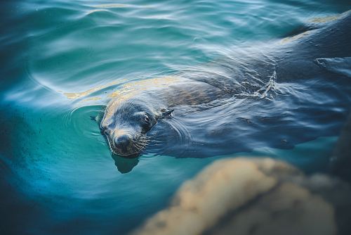 sealion swimming in water
