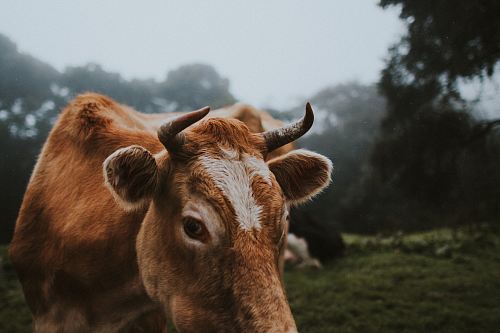 selective focus photo of brown cattle