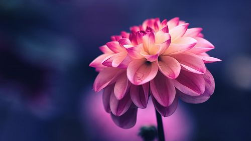 selective focus photo of pink petaled flower