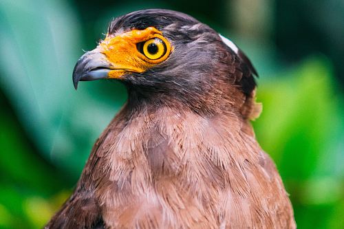selective focus photography of brown and black bird