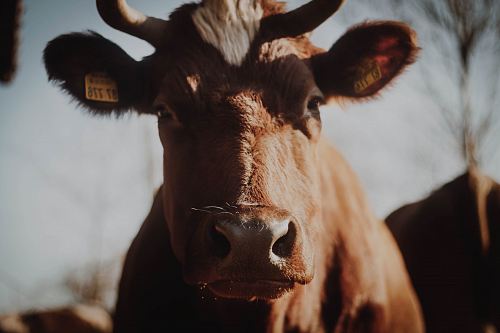 selective focus photography of brown cow