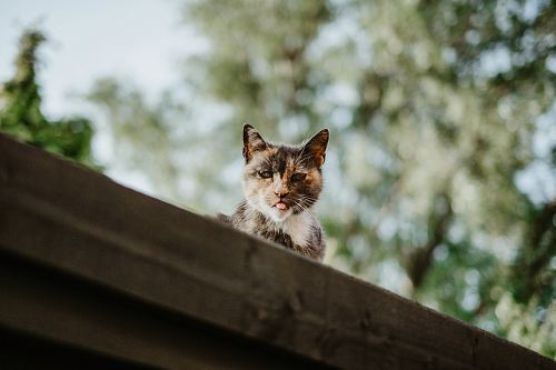 selective focus photography of calico cat on roof