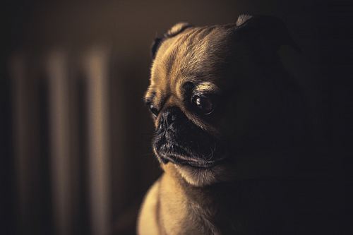 selective focus photography of fawn pug puppy