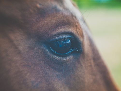 selective focus photography of horse eye