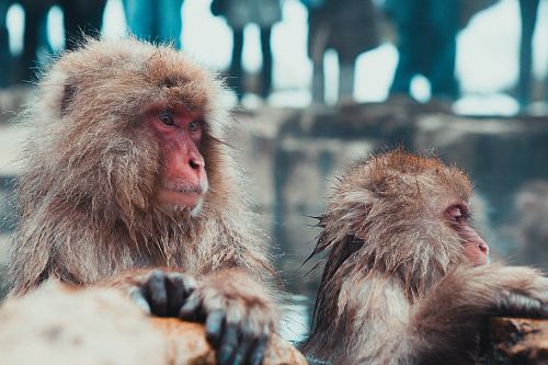 selective focus photography of two brown monkies