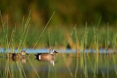 selective focus photography of two ducks on water