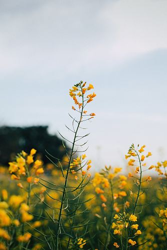 selective focus photography of yellow petaled flower