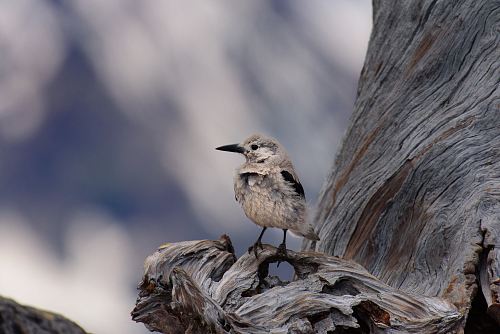 shallow focus of gray bird perch in tree branch