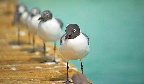 shallow focus photography of bird on dock during day