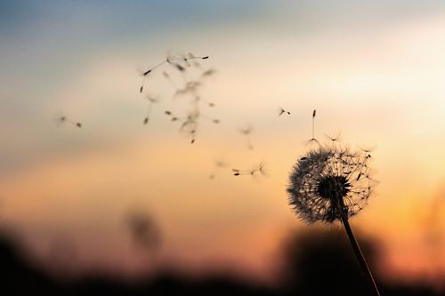 shallow focus photography of dandelion