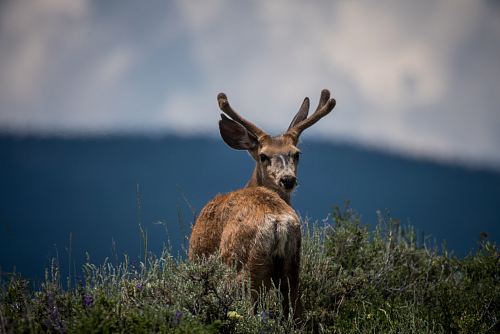 shallow focus photography of deer and plants