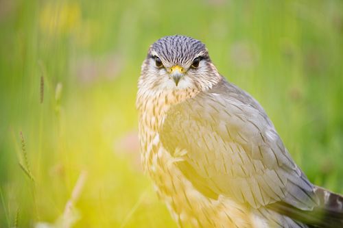 shallow focus photography of hawk