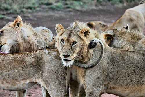 shallow focus photography of herd of lions