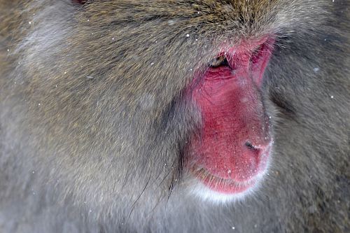 shallow focus photography of monkey
