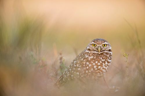 shallow focus photography of owl