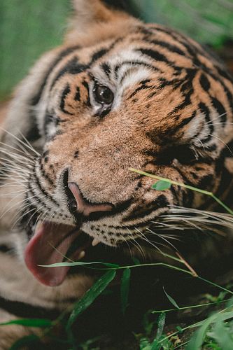 shallow focus photography of tiger